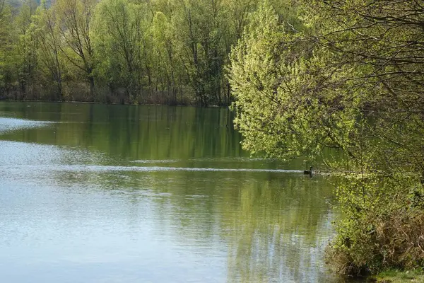 Високі Зелені Дерева Вздовж Озера Відображаються Воді — стокове фото