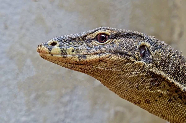 Plan Rapproché Tête Lézard Moniteur — Photo