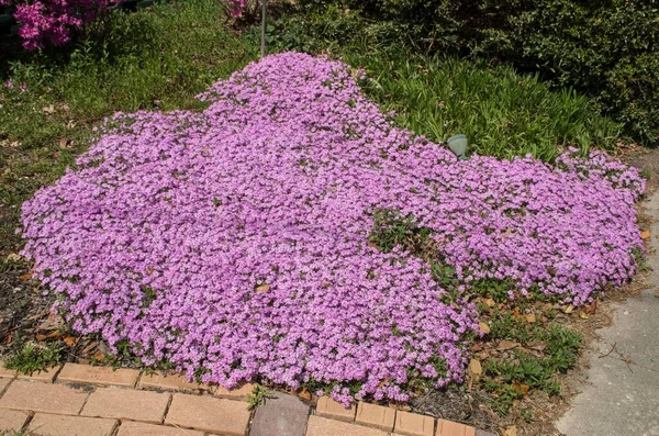 阳光明媚的日子里 紫色的弗洛克斯地毯盖满了花园 — 图库照片