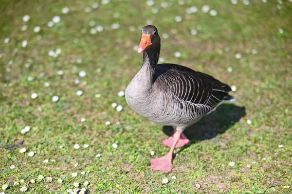 Μια Επιλεκτική Εστίαση Μιας Χήνας Greylag Ένα Χωράφι Μια Ηλιόλουστη — Φωτογραφία Αρχείου