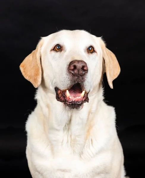 Pionowy Portret Białego Psa Labradora Retrievera Czarnym Tle Studio — Zdjęcie stockowe