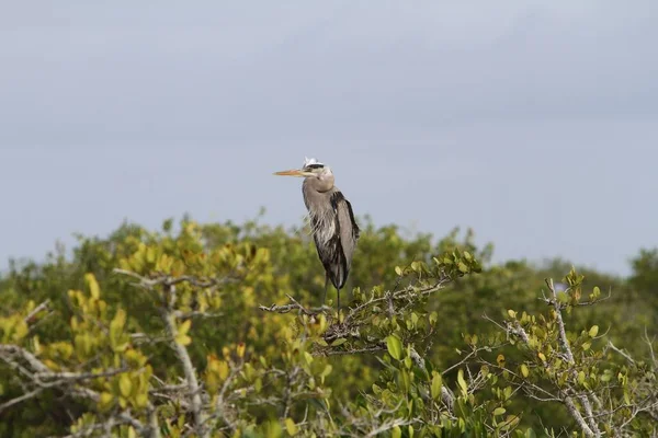 Una Vista Panorámica Una Gran Garza Azul Posada Sobre Ramas — Foto de Stock