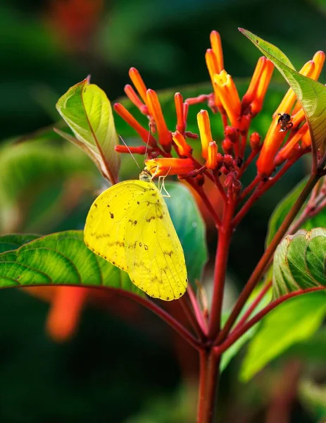 Papillon Jaune Sur Une Fleur — Photo