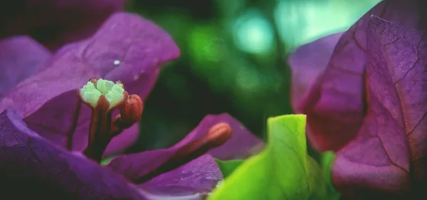 Yeşil Bokeh Arkaplanda Menekşe Bougainvillea Glabra Çiçeklerine Yakın Çekim — Stok fotoğraf