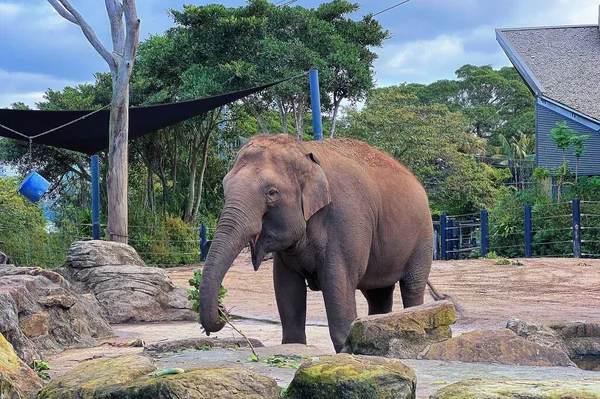 Ein Großer Elefant Zoo — Stockfoto