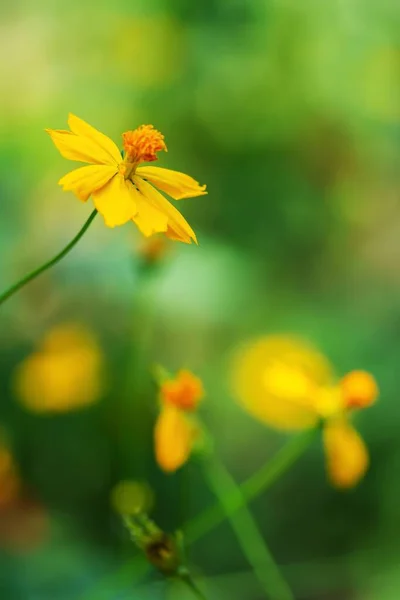 Vertikální Záběr Žluté Třeskající Květiny Poli — Stock fotografie