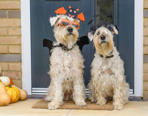 Detailní Záběr Dvou Psů Helloweenskými Maskami — Stock fotografie