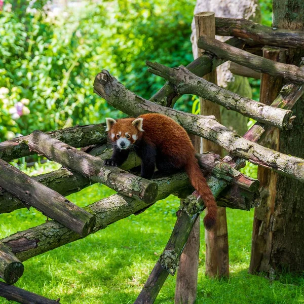 Egy Imádnivaló Vörös Panda Egy Rönkhídon Egy Erdőben — Stock Fotó