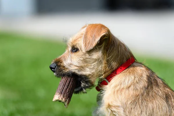 A side-view of adorable Border Terrier with wood in the mouth in the garden