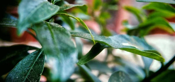 Selective Focus Shot Green Leaves Blur Background — Stock Photo, Image