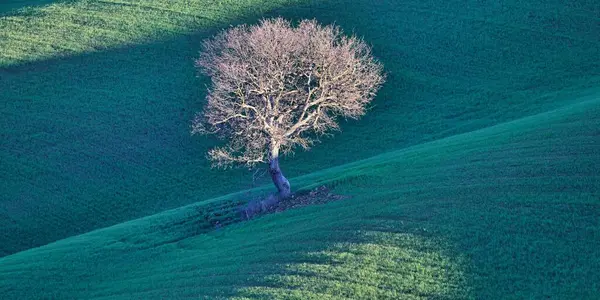 Yeşil Doğa Manzaralı Bir Tepede Küçük Bir Ağaç — Stok fotoğraf