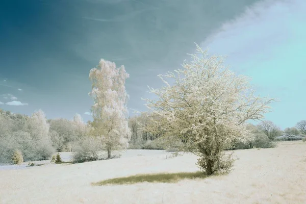 Ormandaki Beyaz Ağaçların Güzel Manzarası — Stok fotoğraf