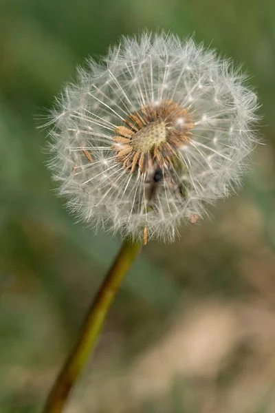 一只绒毛蒲公英的特写镜头 — 图库照片