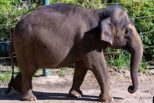 Une Vue Latérale Adorable Éléphant Indien Marchant Dans Zoo — Photo