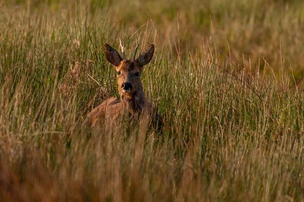 Deer Sitting Grass — Stock Photo, Image