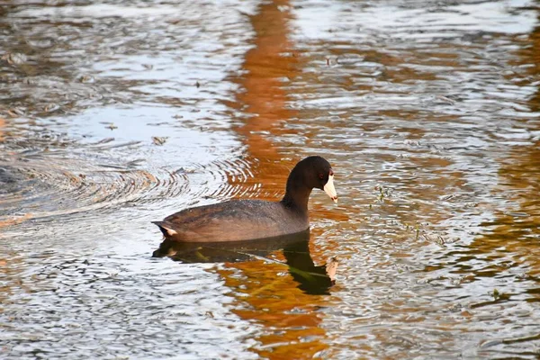 Merganser Nadando Água — Fotografia de Stock