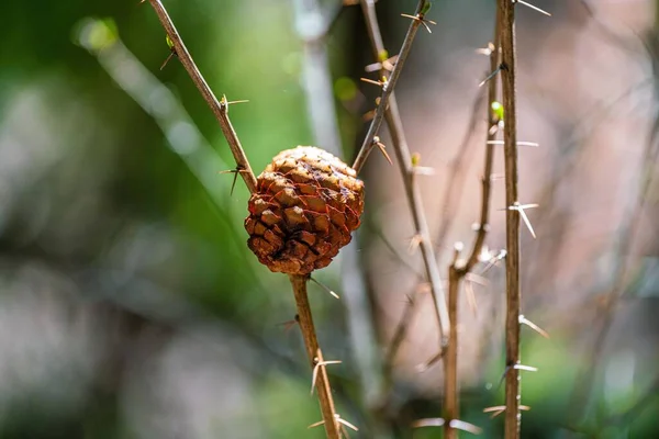 在荆棘枝上拍到的棕色松果的特写镜头 — 图库照片