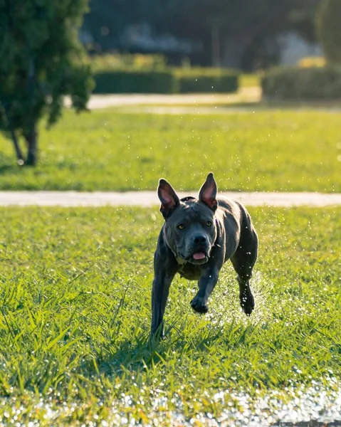 一只灰色的雌性斗牛犬在室外的草地上在阳光下奔跑玩耍 — 图库照片
