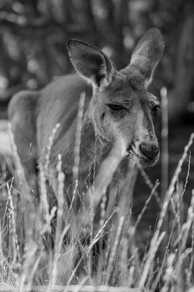 Vertical Grayscale Shot Kangaroo Field — Stock Photo, Image