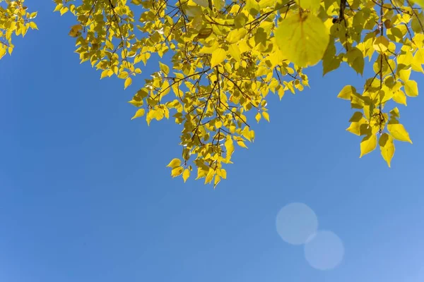 Une Sélection Feuilles Vertes Sur Une Branche Contre Ciel Bleu — Photo