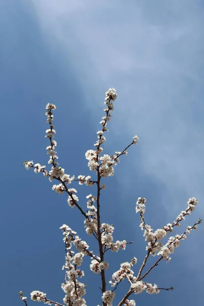 Trädgren Med Vita Blommor Och Himmel Bakgrunden — Stockfoto