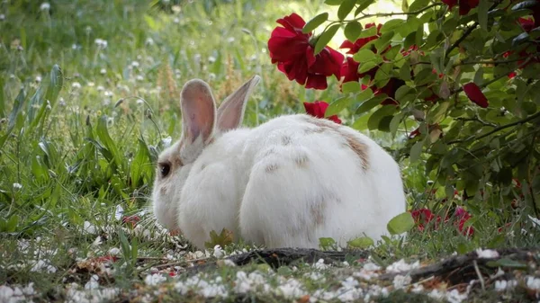 Çiçek Çalılığının Yanında Beyaz Sevimli Bir Tavşanın Yakın Çekimi — Stok fotoğraf