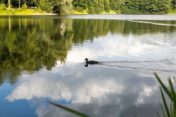 Svart Fågel Simmar Sjö Omgiven Träd Tyskland Solig Dag — Stockfoto