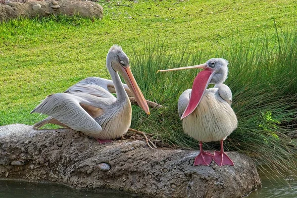 Dos Pelícanos Con Respaldo Rosa Construyendo Nido — Foto de Stock