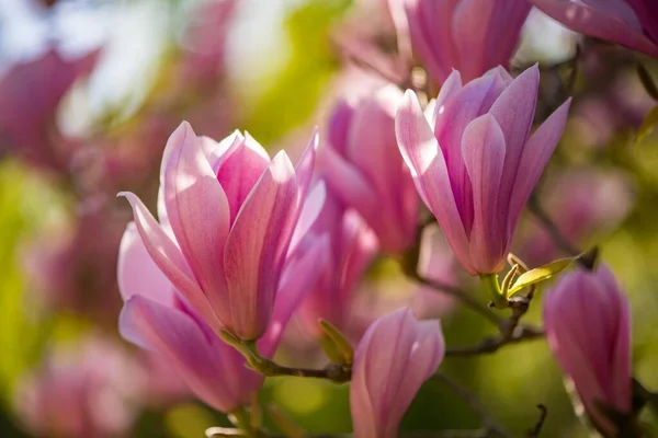 Pink Blossoms Trees Spring Day — Stock Photo, Image