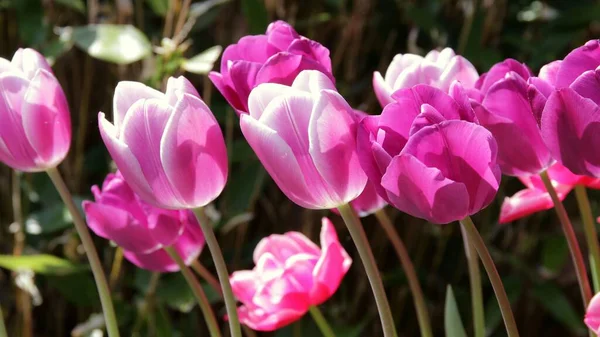 Eine Nahaufnahme Von Blühenden Leuchtend Rosa Tulpen Auf Einem Feld — Stockfoto