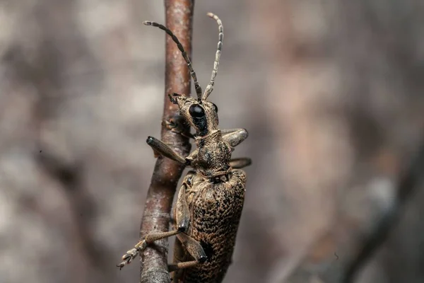 枝に黒い斑点のある長角甲虫 ラギウムモルダックス のマクロ — ストック写真