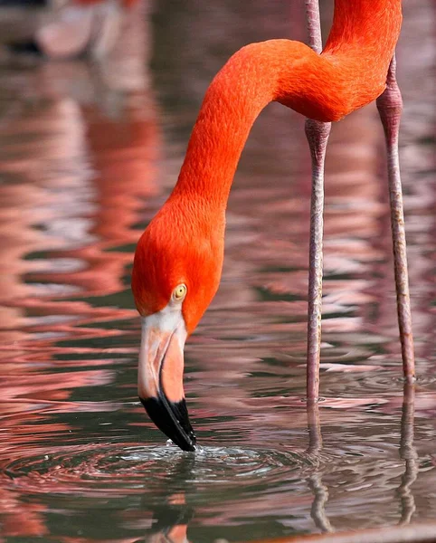 Een Verticaal Close Shot Van Een Sinaasappel Flamingo Drinkend Van — Stockfoto