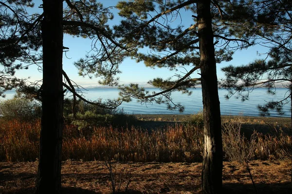 Blick Auf Den Ruhigen See Durch Die Bäume — Stockfoto