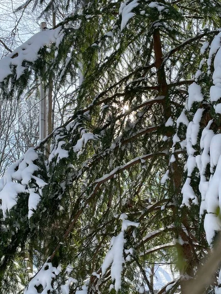 Tiro Ángulo Bajo Árbol Siempreverde Con Nieve Las Ramas — Foto de Stock