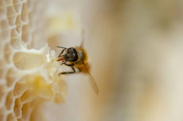 Detailní Záběr Včely Plástve — Stock fotografie