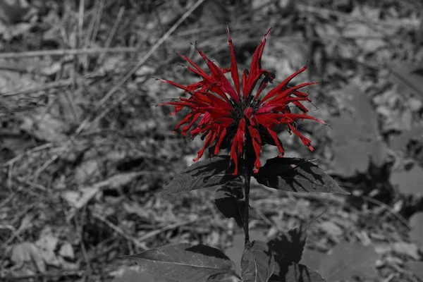 Bahçede Yetişen Kırmızı Bir Monarda Çiçeğinin Yakın Çekimi — Stok fotoğraf