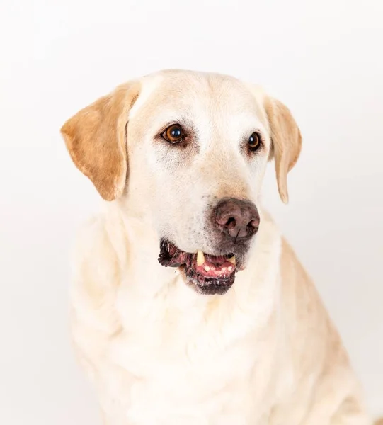 Beyaz Bir Stüdyoda Beyaz Bir Labrador Retriever Dikey Portresi — Stok fotoğraf
