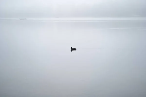 Uma Imagem Minimalista Pato Nadando Lago Nebuloso — Fotografia de Stock