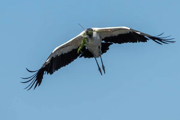 Чудовий Вид Літаючого Птаха Дерева Флорида Сша — стокове фото