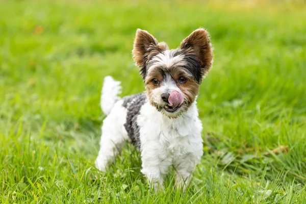 Perro Yorkshire Terrier Pie Los Pastizales Mirando Hacia —  Fotos de Stock