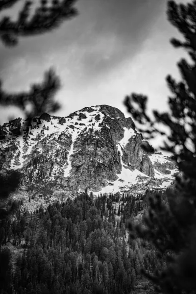 Een Grijsschaal Van Grand Tetons Door Bomen — Stockfoto