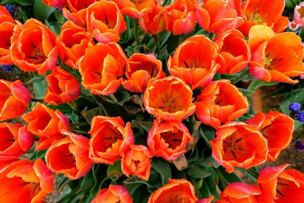 Крупний План Красивих Тюльпанів Ідеально Підходить Фону — стокове фото