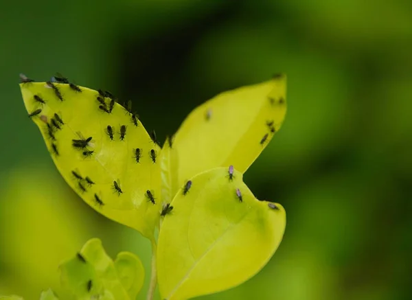 Close Shot Flies Green Leaves Blur — Stock Photo, Image