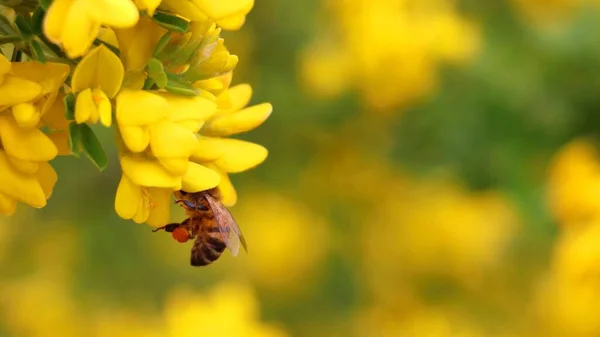 Egy Méhecske Közelsége Egy Sárga Virágon Mezőn — Stock Fotó