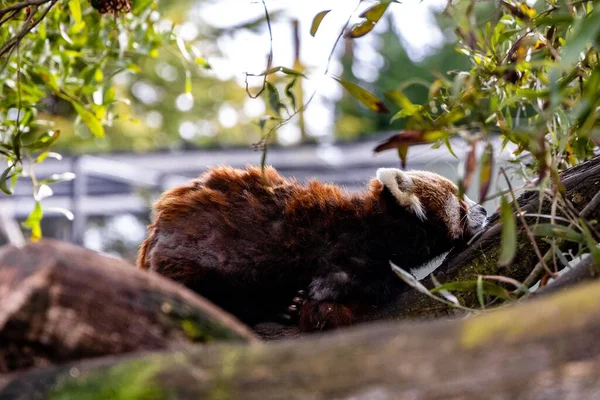 Una Vista Lateral Del Adorable Panda Rojo Asomándose Detrás Árbol — Foto de Stock
