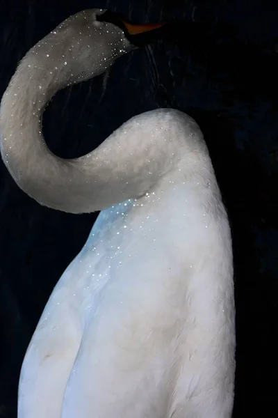 Hermoso Cisne Con Gotas Agua Flotando Agua — Foto de Stock