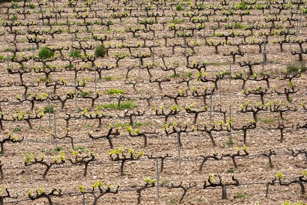 High Angle Shot Rows Vines Vineyard Terra Alta Spain — Stock Photo, Image