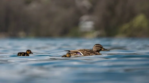 Beautiful View Mother Duck Swimming Lake Its Ducklings — Stock Photo, Image