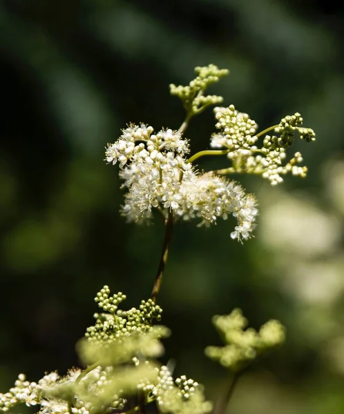 Gros Plan Fleurs Blanches Sauvages Avec Fond Flou — Photo