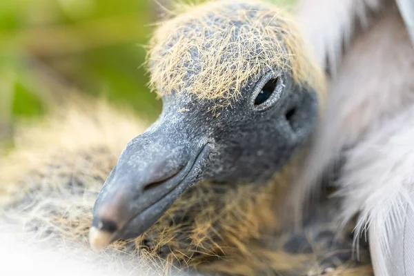 Vista Ravvicinata Giovane Condor Andino — Foto Stock